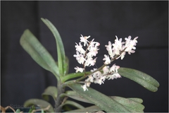 Aerides ringens